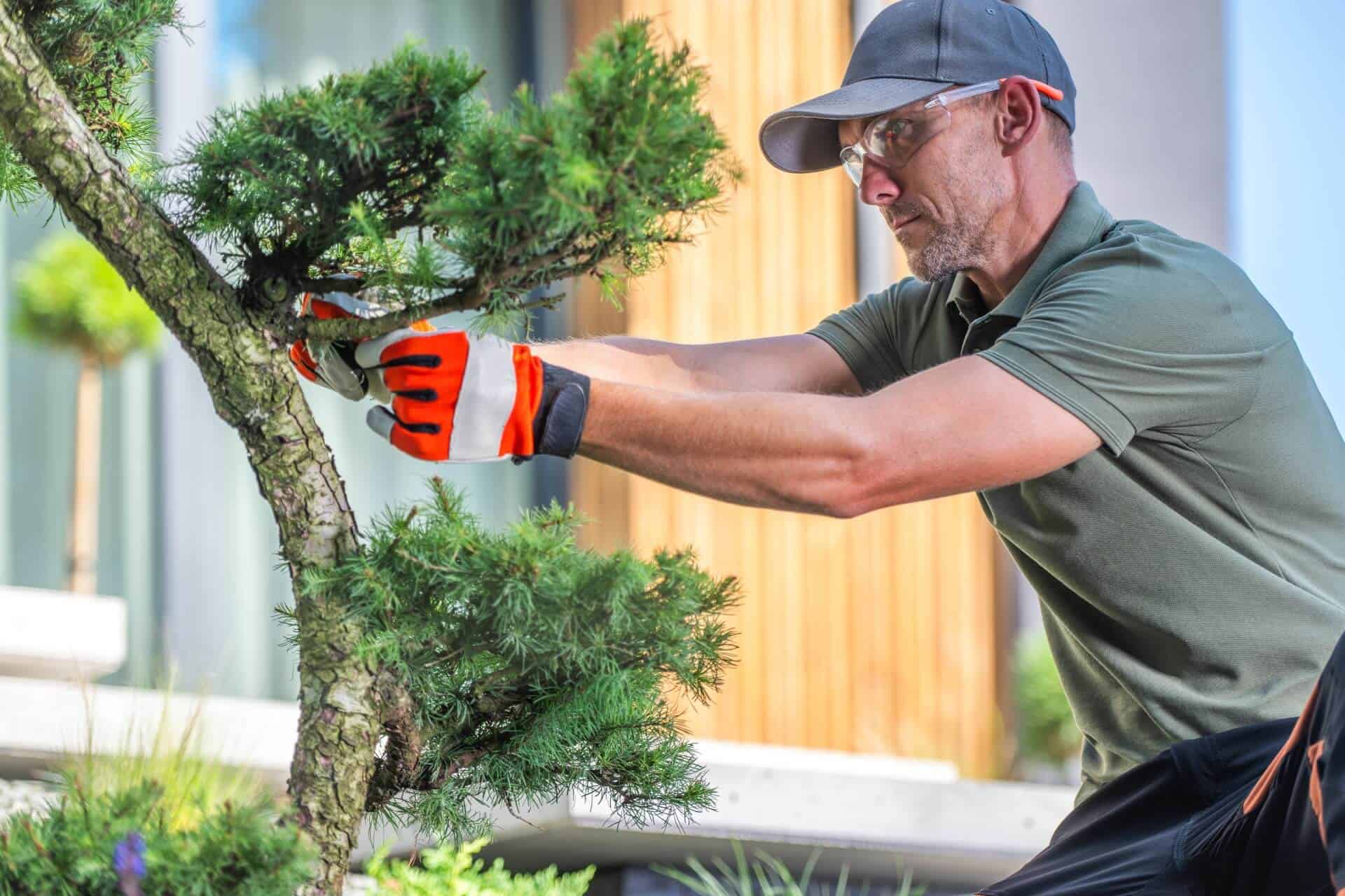 Gardener Carefully Prunes Bonsai Tree Ameristrong